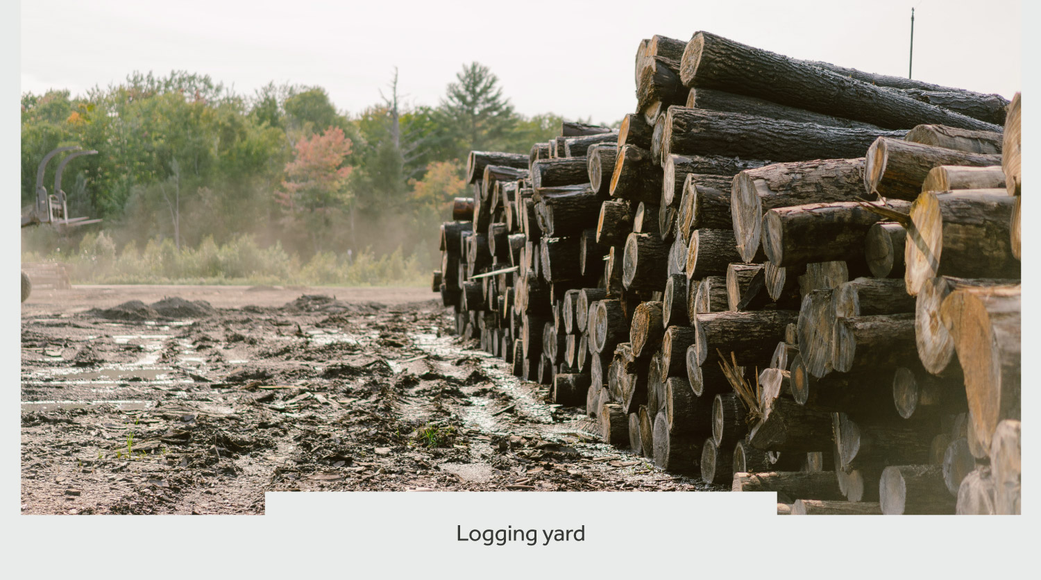 timberthane process logging yard